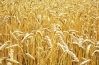 Картинки по запросу пшениця